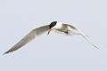 362: Tern - Forstners