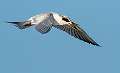 363: Tern - Fosters-1