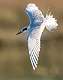 364: Tern - Fosters-2