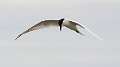 365: Tern - Roseate