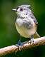 371: Titmouse - Tufted-1