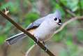 372: Titmouse - Tufted