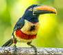 373: Toucan - Fiery-billed Aracari-1