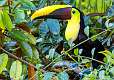 374: Toucan - Yellow Throated-1