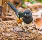 375: Towhee - Eastern-1