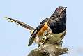 376: Towhee - Eastern-2