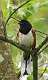 377: Towhee - Eastern