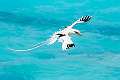 378: Tropicbird - Black And White-1
