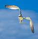 380: Tropicbird - Black And White-3