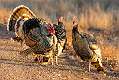 381: Turkey - Wild-1