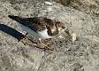 384: Turnstone - Ruddy 5