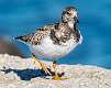 386: Turnstone - Ruddy-1