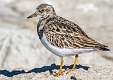 387: Turnstone - Ruddy-2