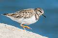 388: Turnstone - Ruddy-3