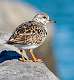 389: Turnstone - Ruddy-4