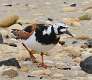390: Turnstone - Ruddy