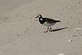 391: Turnstone - Rudy