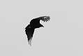 393: Vulture - Black