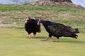 396: Vulture - Turkey