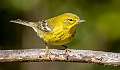 397: Warbler - Pine-2