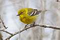 398: Warbler - Pine