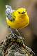 399: Warbler - Prothonotary-1