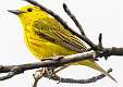 400: Warbler - Yellow-1