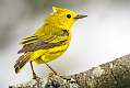 401: Warbler - Yellow-2