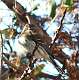 402: Warbler - Yellow-rumped-2