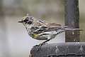 403: Warbler - Yellow-rumped