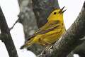 404: Warbler - Yellow