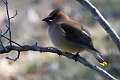 405: Waxwing - Cedar
