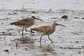 406: Whimbrel