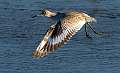 407: Willet-1