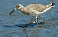 408: Willet-2