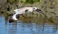 409: Willet-3