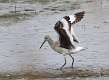410: Willet