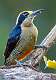 411: Woodpecker - Black-cheeked-1