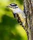 412: Woodpecker - Downy-1