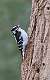 413: Woodpecker - Downy