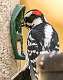 414: Woodpecker - Hairy
