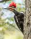 415: Woodpecker - Pileated-1