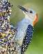 416: Woodpecker - Red-bellied-1