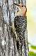 417: Woodpecker - Red-bellied-2