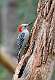 418: Woodpecker - Red-breasted
