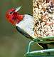 419: Woodpecker - Red-headed-1