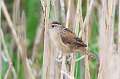424: Wren - Marsh