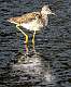 425: Yellowlegs - Greater-1