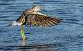 426: Yellowlegs - Greater-2