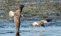 427: Yellowlegs - Greater-3